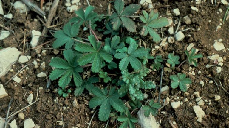 Cincoenrama, Dicotiledóneas perennes