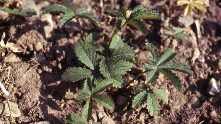 Cincoenrama, Dicotiledóneas perennes