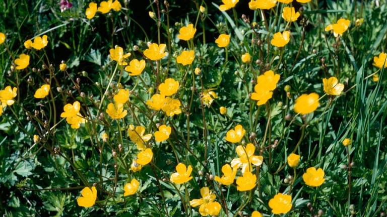 Ranúnculo de prado, Dicotiledóneas perennes