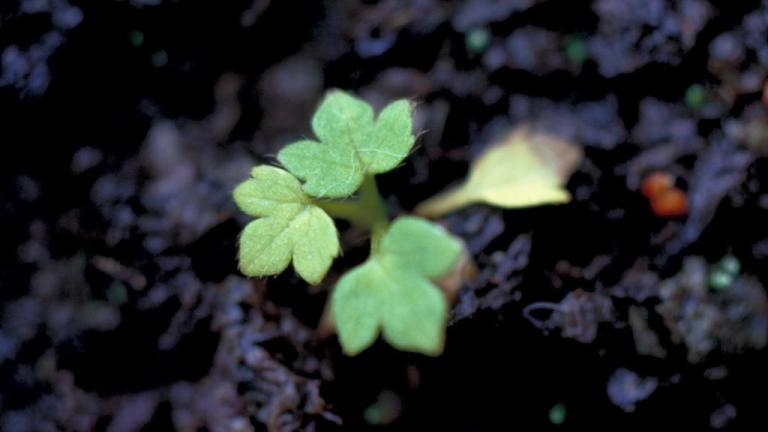 Ranúnculo de prado, Dicotiledóneas perennes