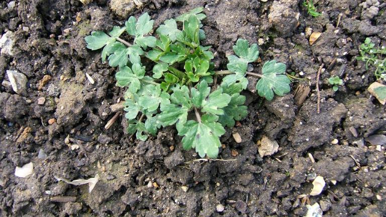 Ranúnculo de prado, Dicotiledóneas perennes