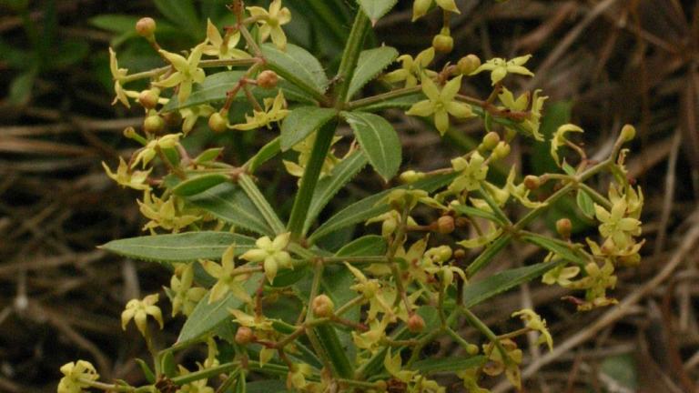 Agarrarropa,, Dicotiledóneas perennes
