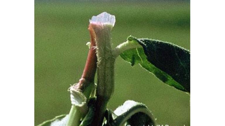 Persicaria acederifolia, Dicotiledóneas anuales