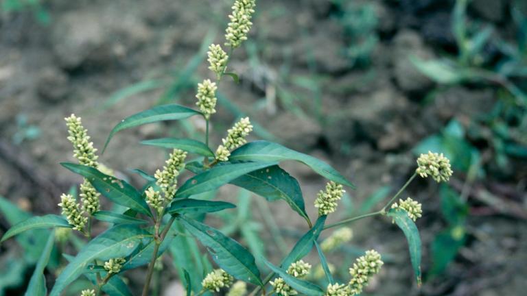 Persicaria acederifolia, Dicotiledóneas anuales