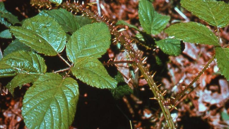 Zarza, Dicotiledóneas perennes