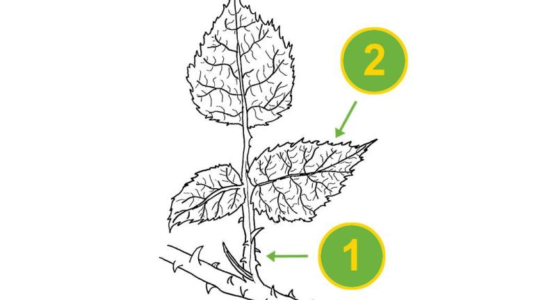 Zarza, Dicotiledóneas perennes
