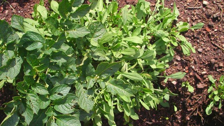 Acetosa, Dicotiledóneas perennes