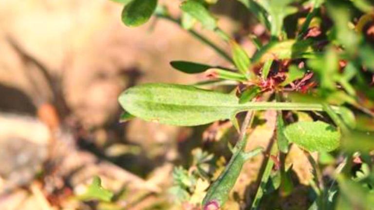 Acetosa, Dicotiledóneas perennes