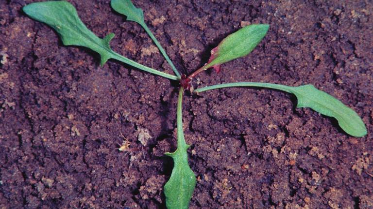 Acetosa, Dicotiledóneas perennes