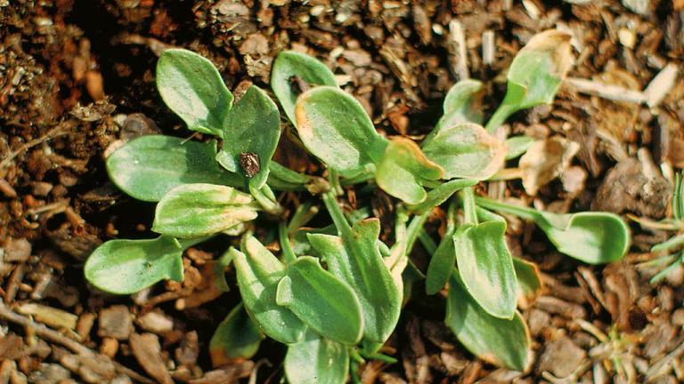 Romaza, Dicotiledóneas perennes