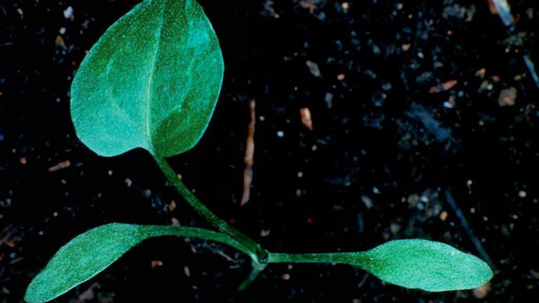 Romaza, Dicotiledóneas perennes