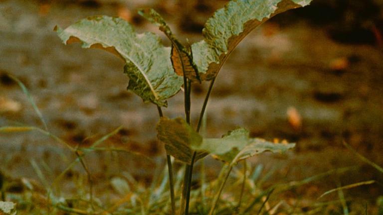 Romaza crespa, Dicotiledóneas perennes