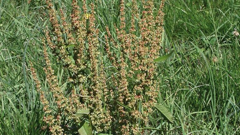 Romaza crespa, Dicotiledóneas perennes