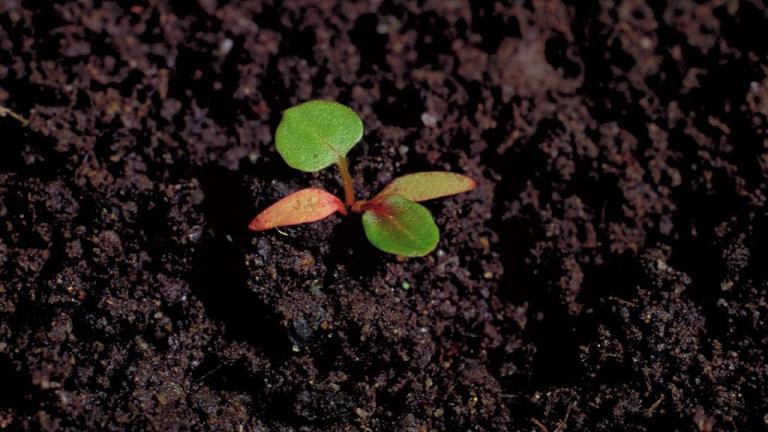 Romaza crespa, Dicotiledóneas perennes