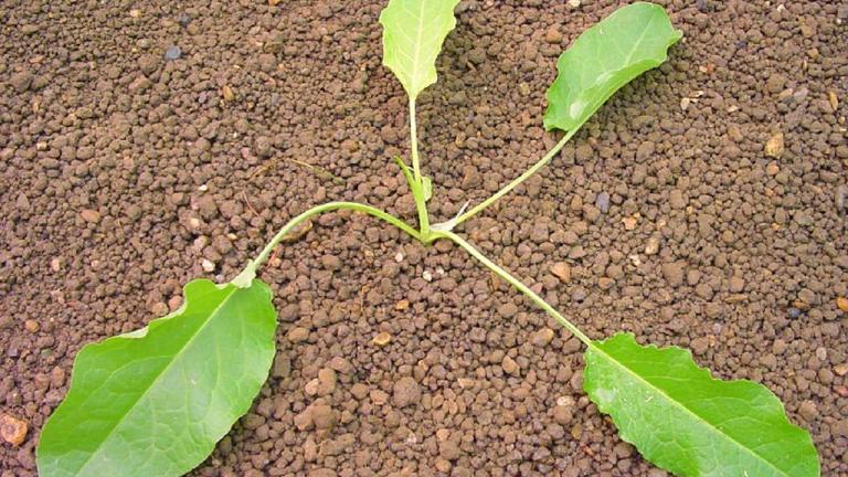 Romaza crespa, Dicotiledóneas perennes
