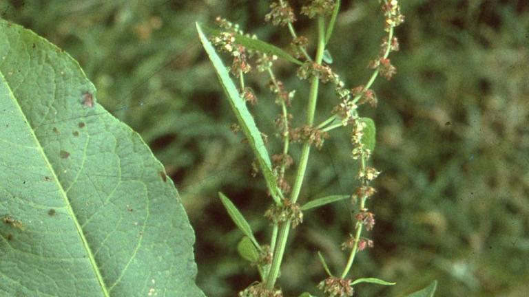 Romaza, Dicotiledóneas perennes