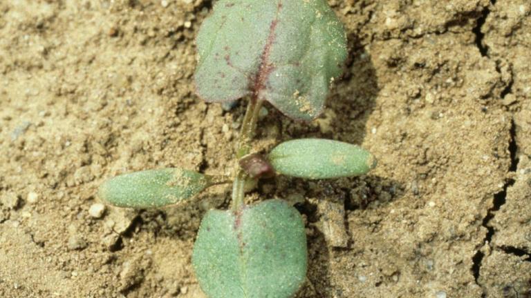 Romaza, Dicotiledóneas perennes