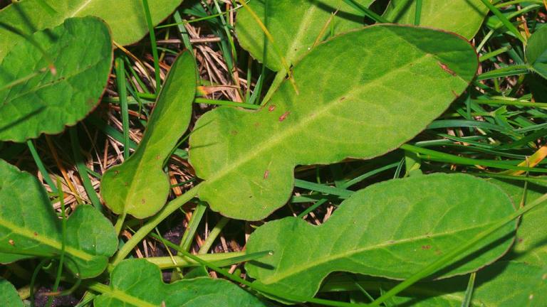 Romaza violín, Dicotiledóneas perennes