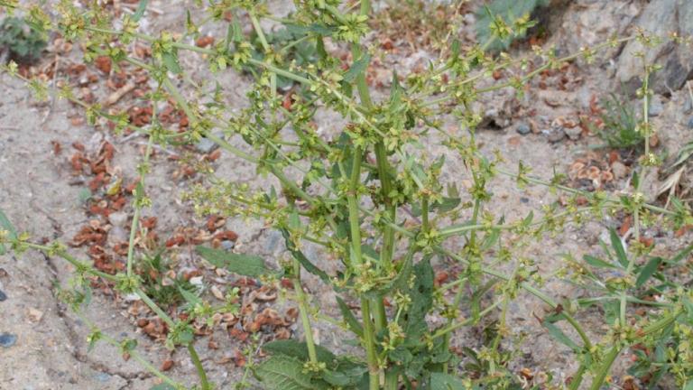 Romaza violín, Dicotiledóneas perennes