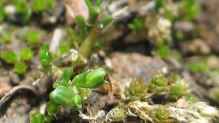 Morujilla desnuda, Dicotiledóneas anuales