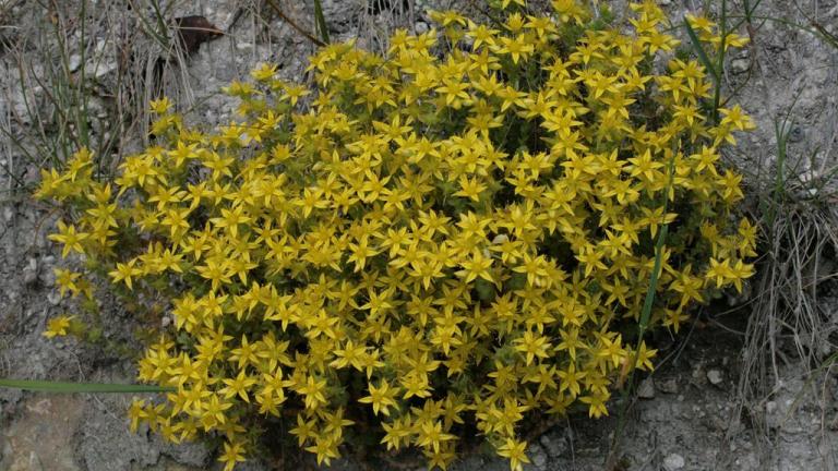 Uña de gato, Dicotiledóneas perennes