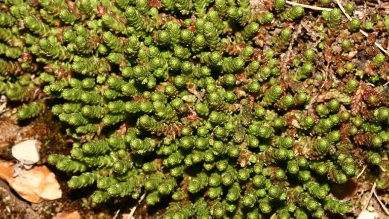 Uña de gato, Dicotiledóneas perennes