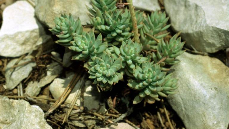 Hierba puntera, Dicotiledóneas perennes