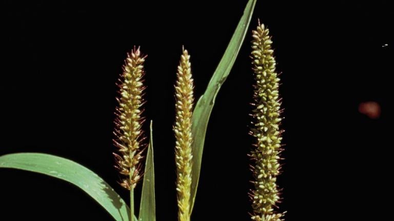 Almorejo, Gramíneas anuales y perennes