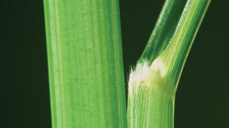 Almorejo, Gramíneas anuales y perennes