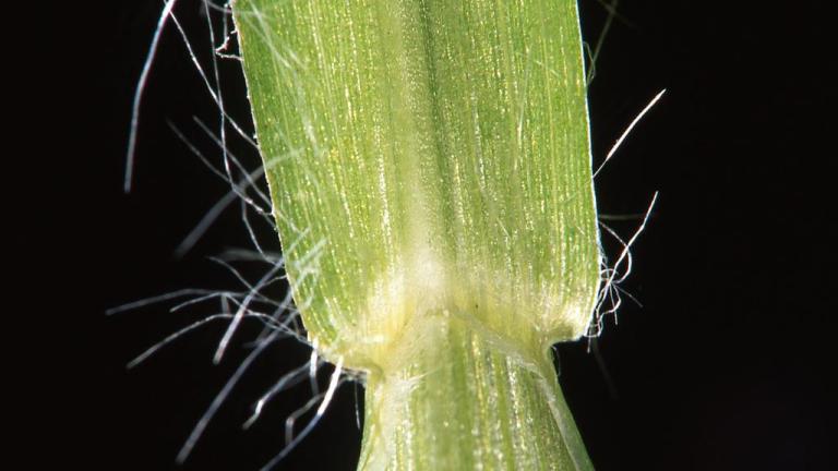 Almorejo, Gramíneas anuales y perennes