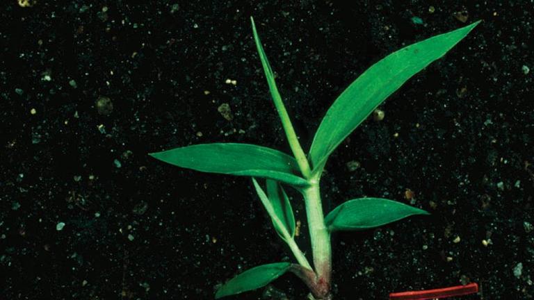 Almorejo, Gramíneas anuales y perennes