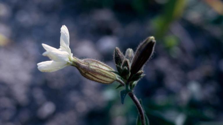 Collejas, Dicotiledóneas perennes