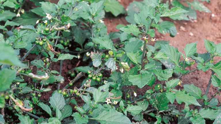 Tomatitos, Dicotiledóneas anuales