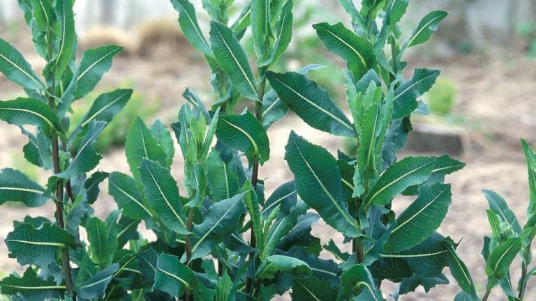 Cerraja  , Dicotiledóneas perennes