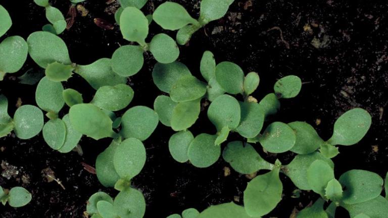 Cerraja  , Dicotiledóneas perennes