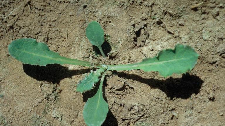 Cerraja  , Dicotiledóneas perennes
