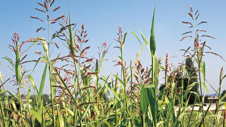 Cañota, Gramíneas anuales y perennes