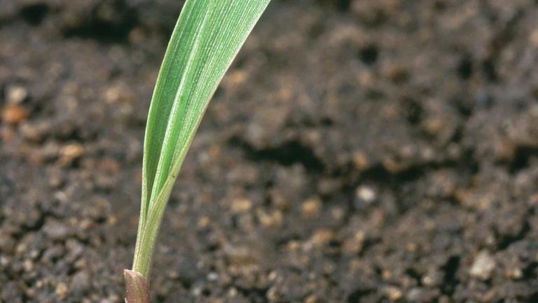 Cañota, Gramíneas anuales y perennes