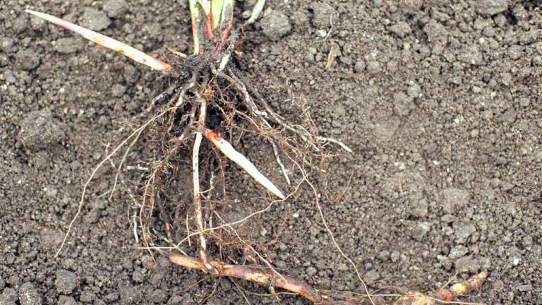 Cañota, Gramíneas anuales y perennes