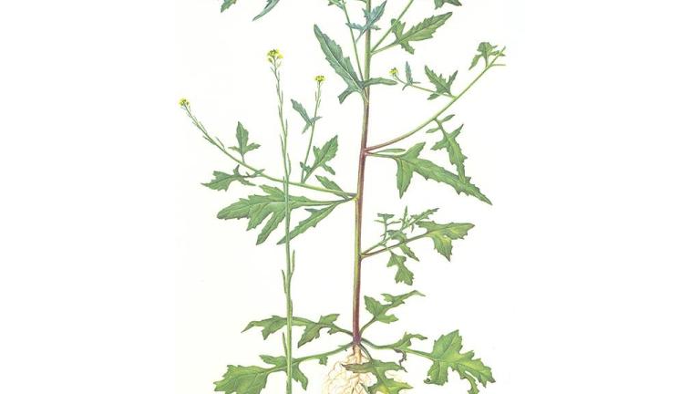 Matacandil, Dicotiledóneas anuales