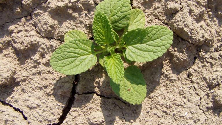 Herba vellosa, Dicotiledóneas anuales