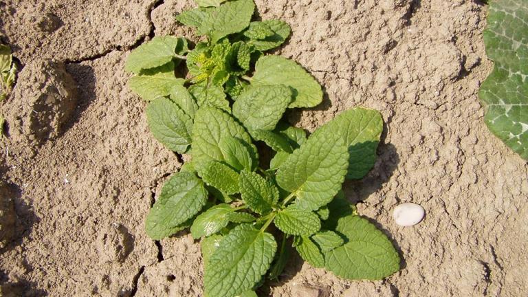 Herba vellosa, Dicotiledóneas anuales