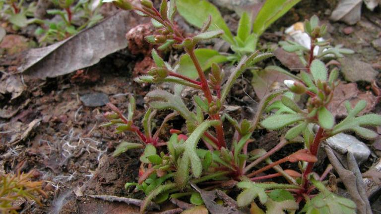 Saxifraga de tres dedos, Dicotiledóneas anuales