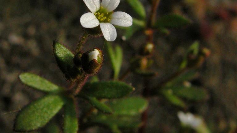 Saxifraga de tres dedos, Dicotiledóneas anuales