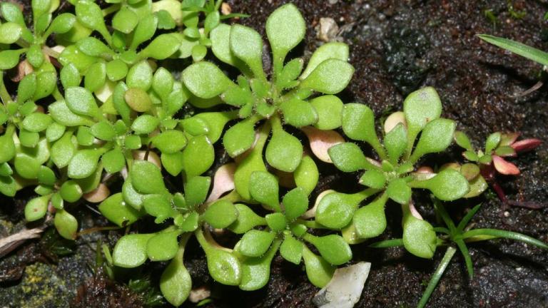 Saxifraga de tres dedos, Dicotiledóneas anuales