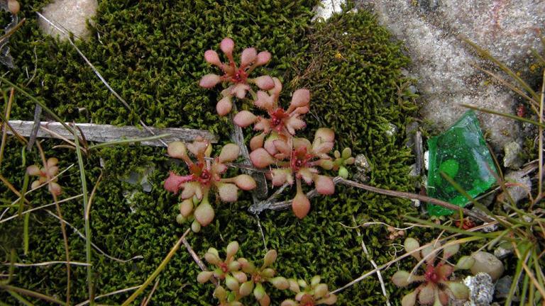 Saxifraga de tres dedos, Dicotiledóneas anuales