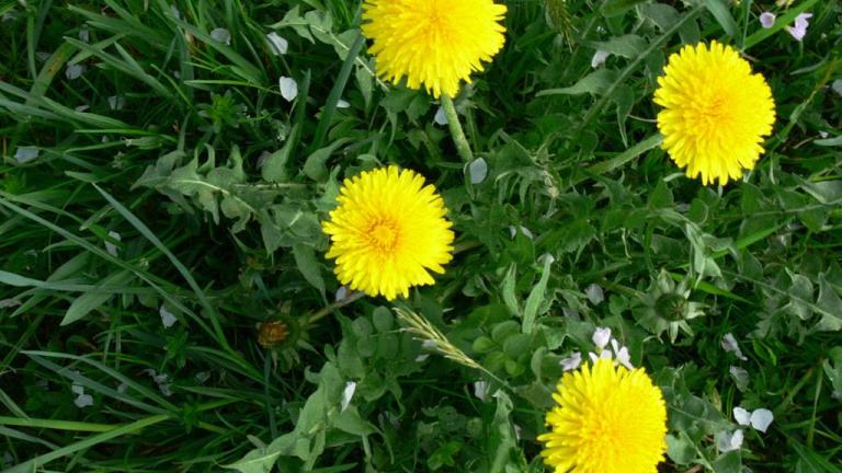 Diente de león, Dicotiledóneas perennes