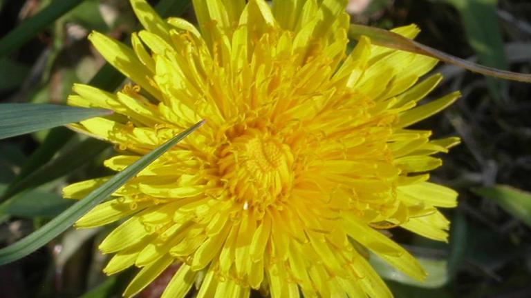 Diente de león, Dicotiledóneas perennes