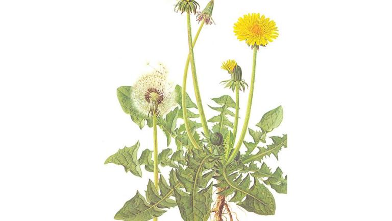 Diente de león, Dicotiledóneas perennes