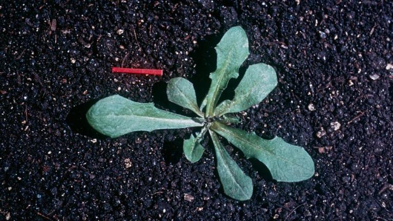 Diente de león, Dicotiledóneas perennes